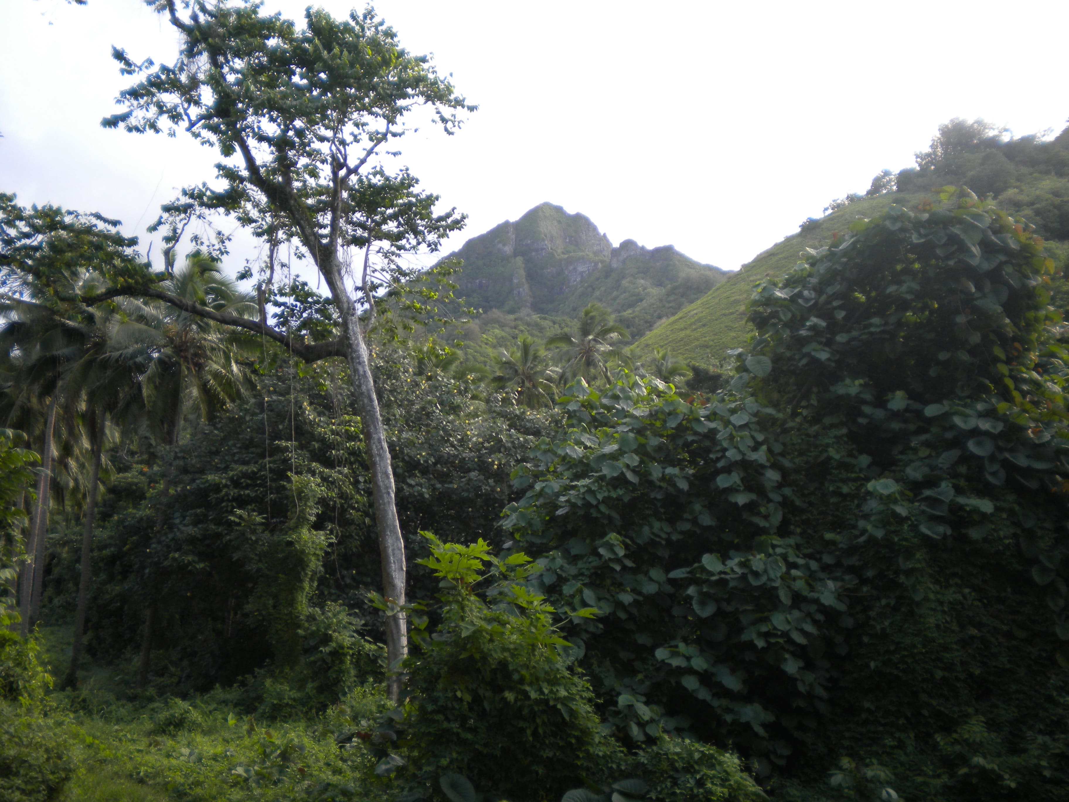 Cook Islands Ministry of Justice Companies, Incorporated Societies